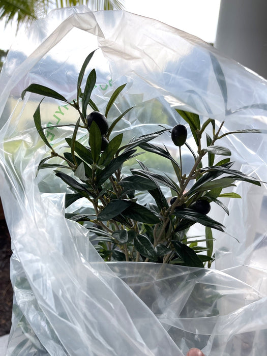 Olive Tree Slender 150cm