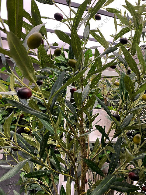 Olive Tree Green 213cm Pack of 2