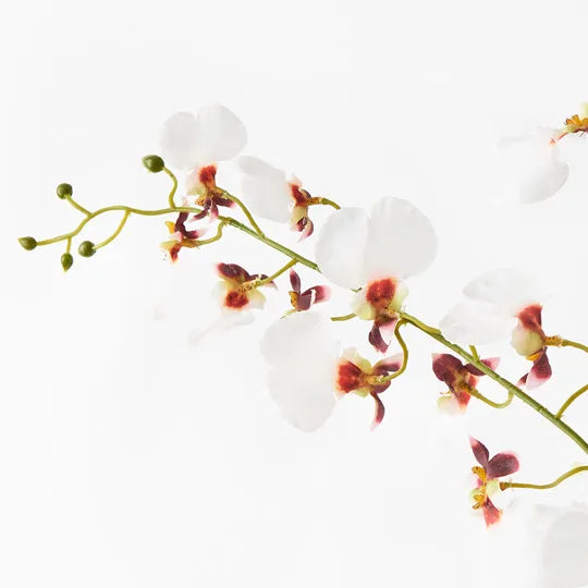 Orchid Dancing Spray White 98cm Pack of 12