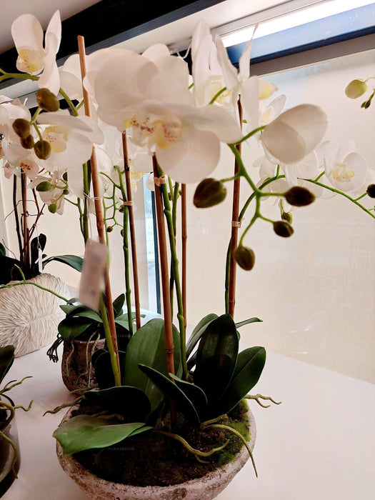 Orchid In Pot 65cm White