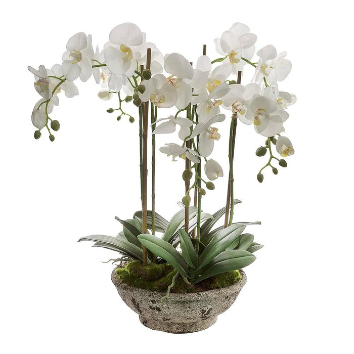 Orchid In Pot 65cm White