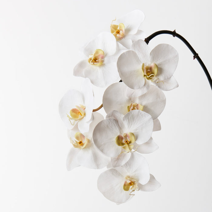 Orchid Phalaenopsis Stem 95cm White Pack of 12