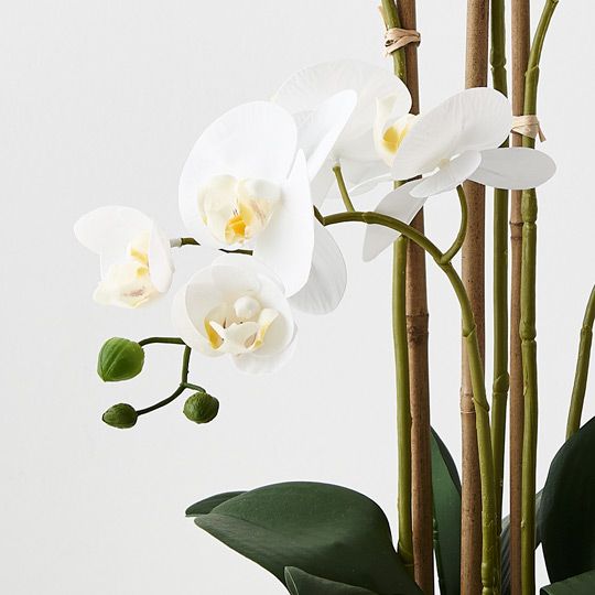 Orchid Phalaenopsis in Ceramic Bowl - White - 59cm Pack of 2