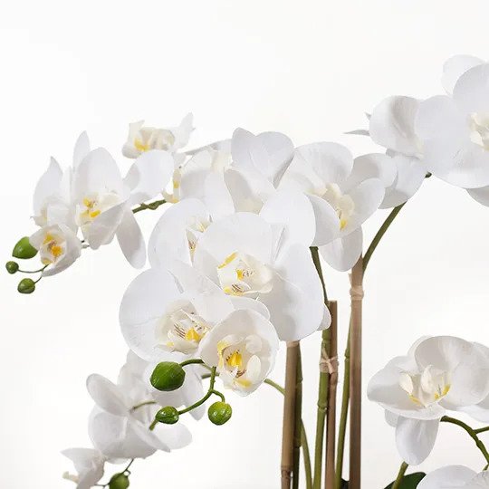 Orchid Phalaenopsis in Pot - White - 53cm
