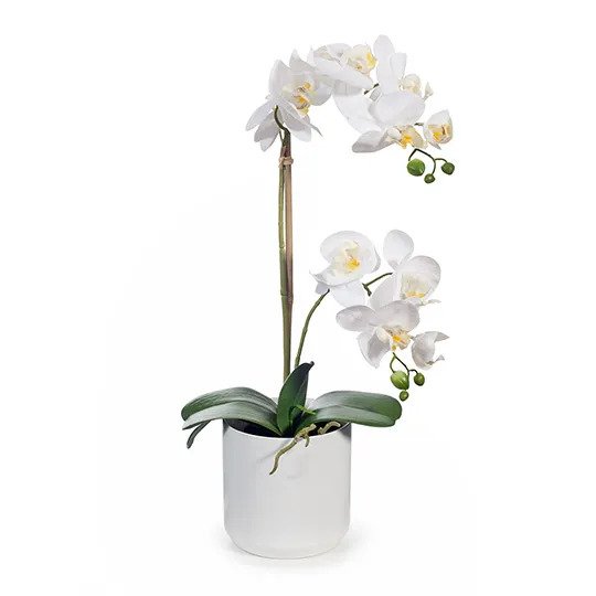 Orchid Phalaenopsis in Pot - White - 55cm Set of 2