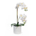 Orchid Phalaenopsis in Pot - White - 55cm Set of 2