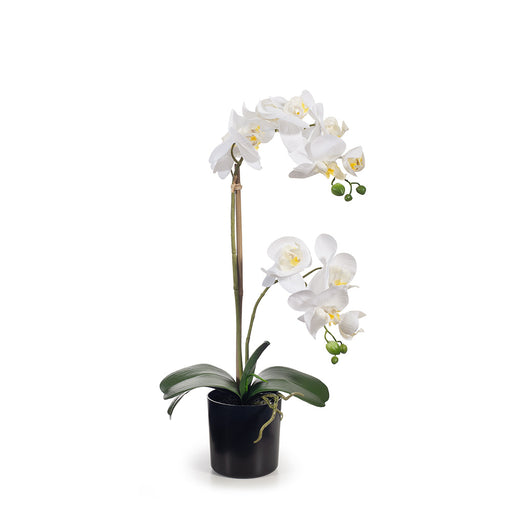 Orchid Phalaenopsis in Pot - White - 55cm Set of 2