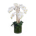 Orchid Phalaenopsis in Vase - White - 70cm