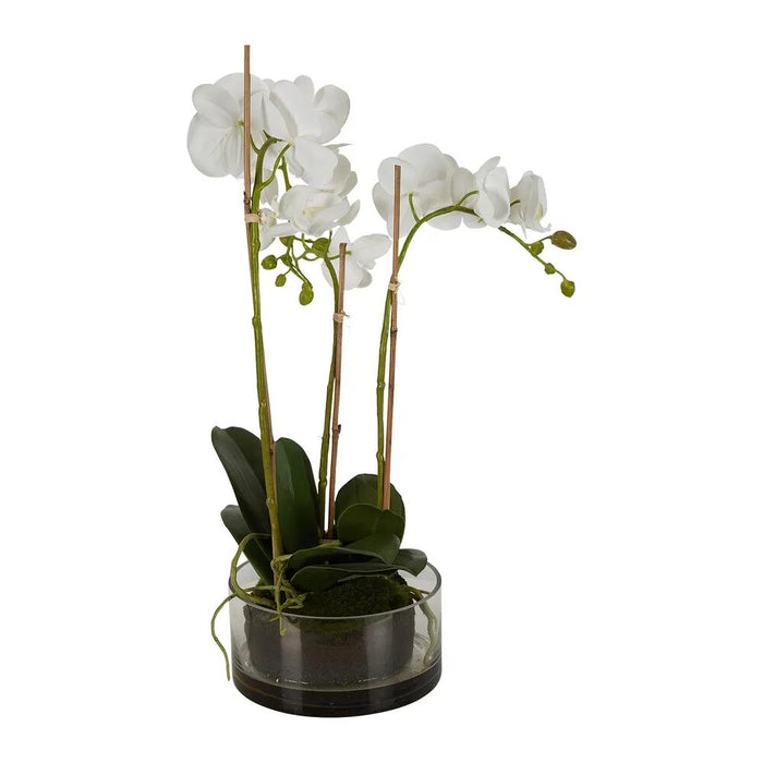 Orchid White in Round Glass Vase 60cm