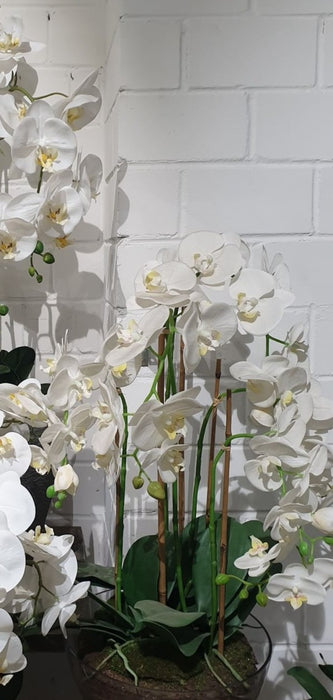 Orchid White in Round Glass Vase 60cm