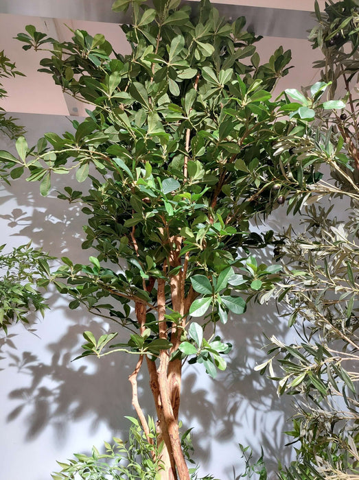 Oriental Olive Tree 155cm