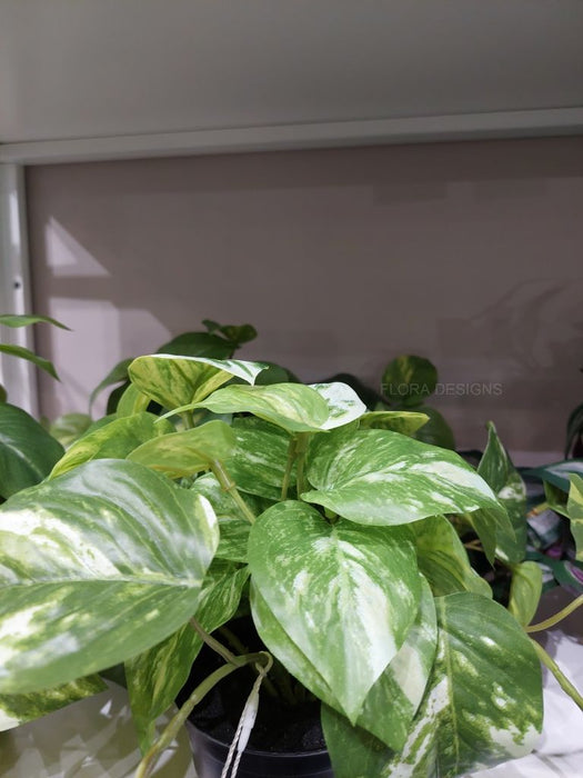 Pothos Marble in Pot Variegated 20cm Pack of 6