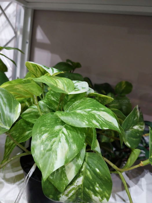 Pothos Marble in Pot Variegated 20cm Pack of 6