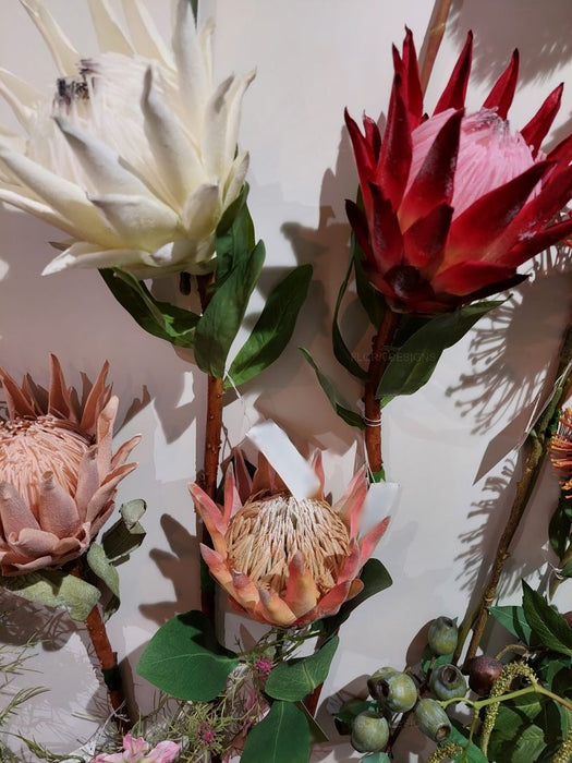 Protea King Stem Red 75cm Pack of 12
