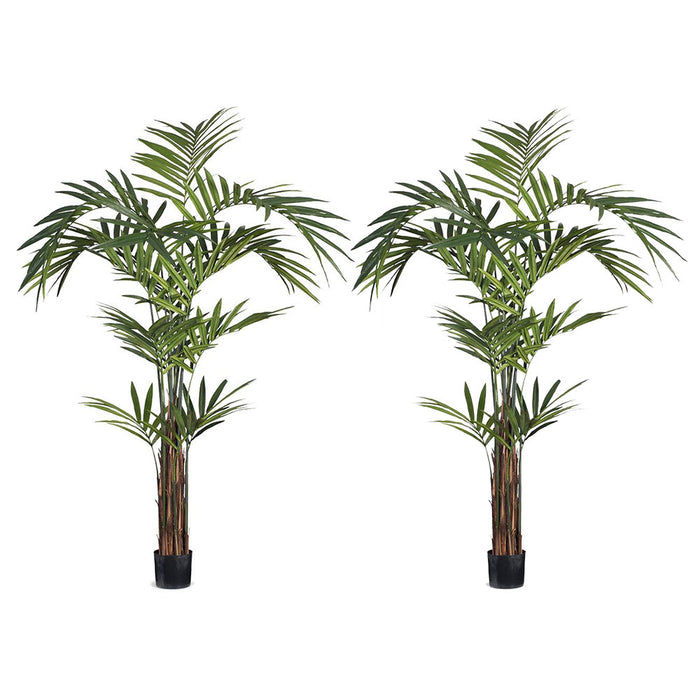 Palm Kentia Green 274cm Pack of 2