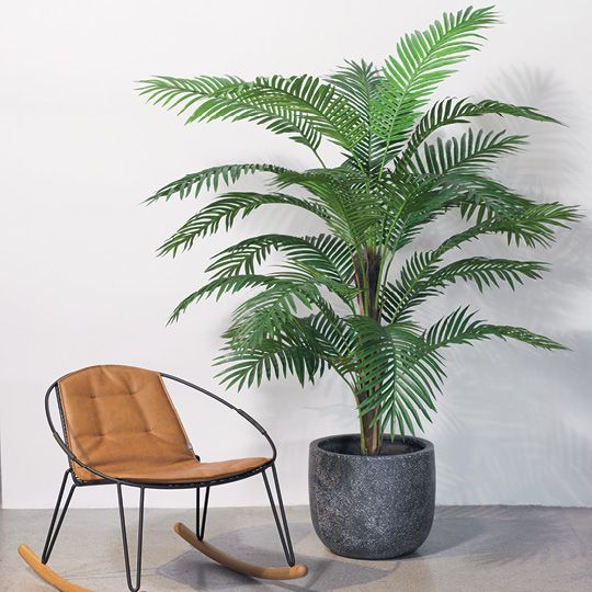 Palm Kentia Green 182cm Pack of 2