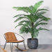 Palm Kentia Green 182cm Pack of 2