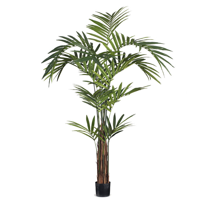 Palm Kentia Green 274cm Pack of 2