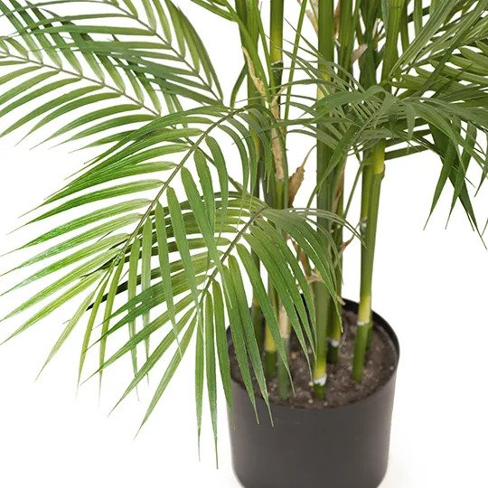 Palm Phoenix Green 229cm
