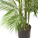 Palm Phoenix Green 229cm