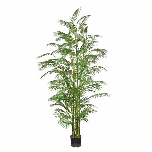 Palm Phoenix Green 229cm
