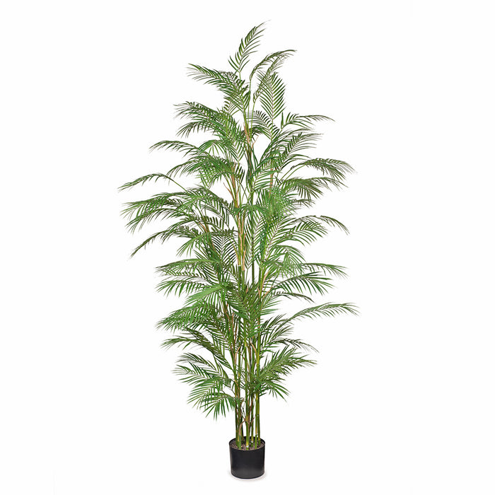 Palm Phoenix Green 229cm