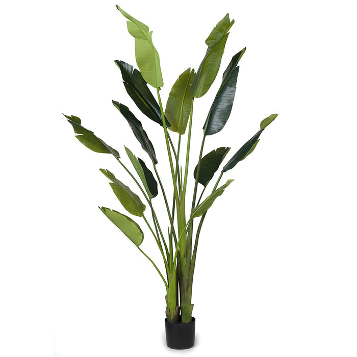 Palm Traveller Green 180cm Set of 2