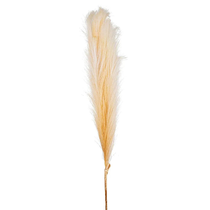 Pampas Spray 120cm Pack of 6