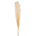 Pampas Spray 120cm Pack of 6