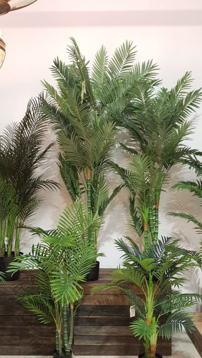 Parlour Palm Tree Twisted Trunk 180cm