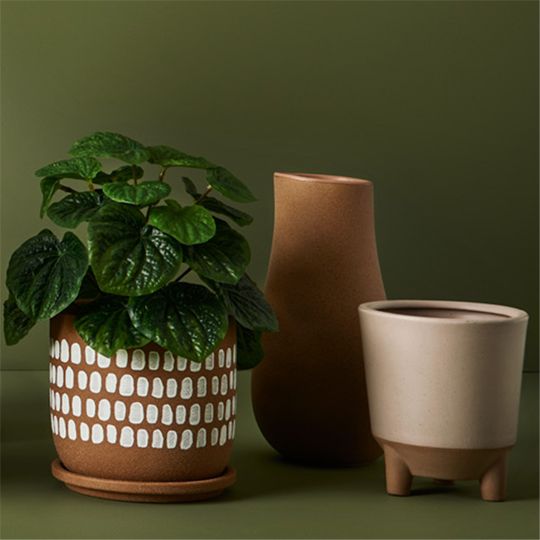 Peperomia Caperata in Pot Green 26cm Pack of 6