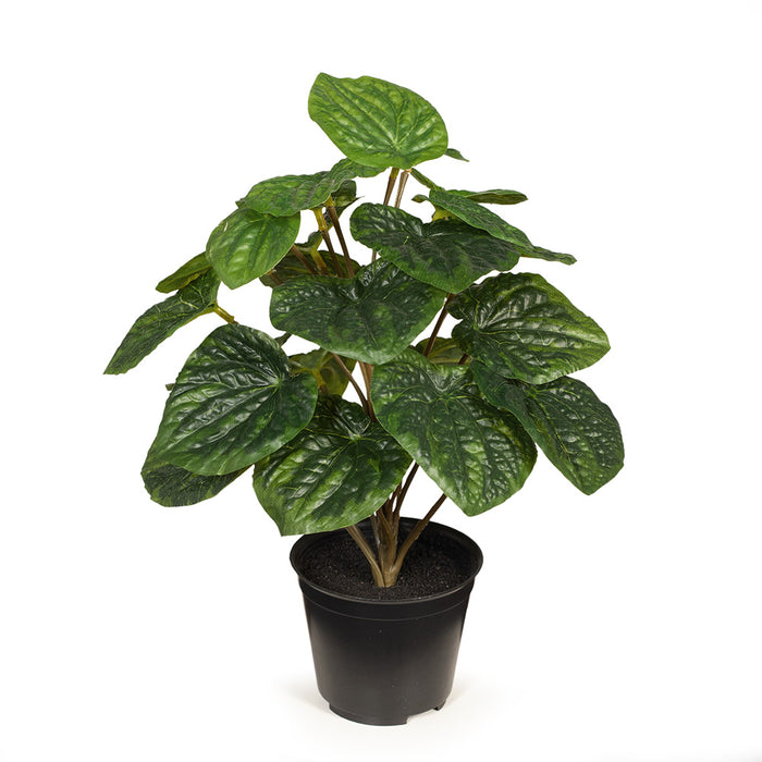 Peperomia Caperata in Pot Green 26cm Pack of 6