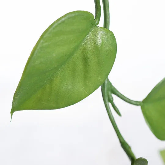 Philodendron Hanging Bush 128cm Pack of 12