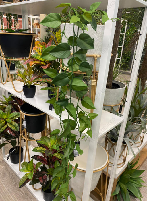 Philodendron Hanging Bush 128cm Pack of 12