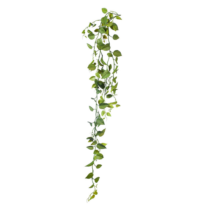 Philodendron Hanging Bush 128cm Pack of 12