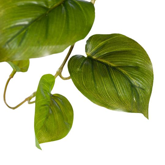 Philodendron Hanging Bush Green 91cm Pack of 4