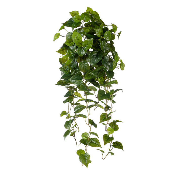 Philodendron Hanging Bush Green 91cm Pack of 4