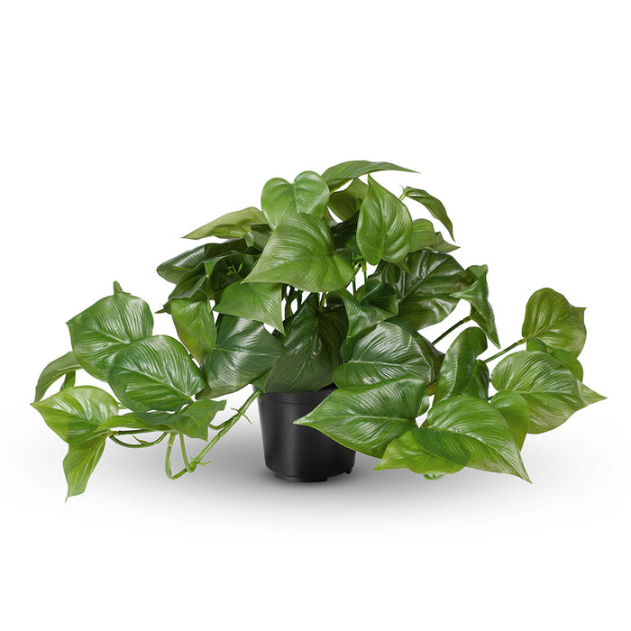 Philodendron Hanging Bush in Pot Green 30cm Pack of 4