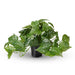 Philodendron Hanging Bush in Pot Green 30cm Pack of 4