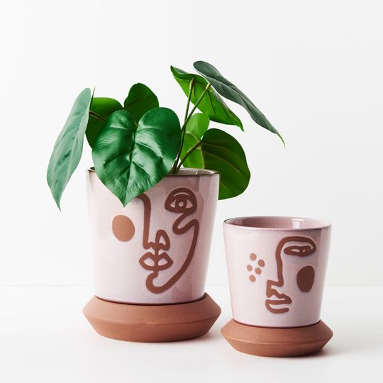 Philodendron Plant 28cm Pack of 6