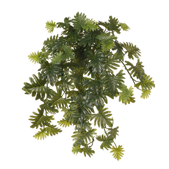 Philodendron Selloum Hanging Bush Green 58cm Pack of 6