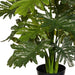Philodendron Selloum Plant Green 66cm Pack of 2