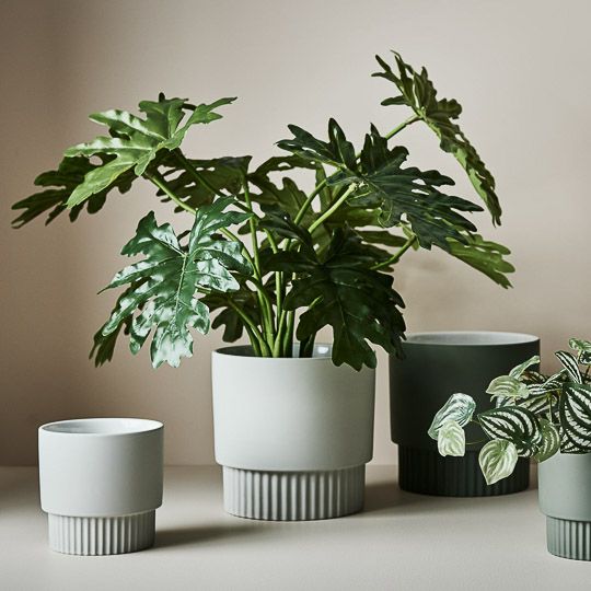 Philodendron Selloum Plant Green 66cm Pack of 2