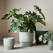 Philodendron Selloum Plant Green 66cm Pack of 2