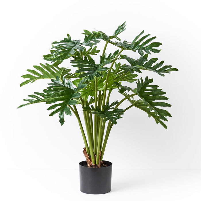 Philodendron Selloum Plant Green 80cm Pack of 2 - For Clearance