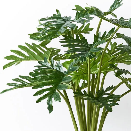 Philodendron Selloum Plant Green 80cm Pack of 2 - For Clearance