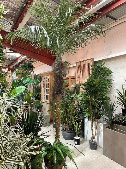 Phoenix Palm Tree 210cm