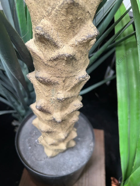 Phoenix Palm Tree 210cm