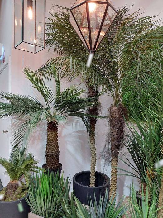 Phoenix Palm Tree 240cm