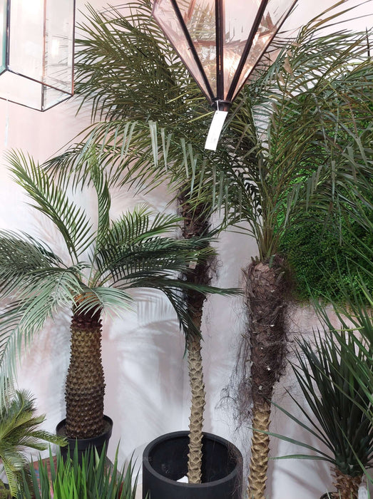 Phoenix Palm Tree 240cm
